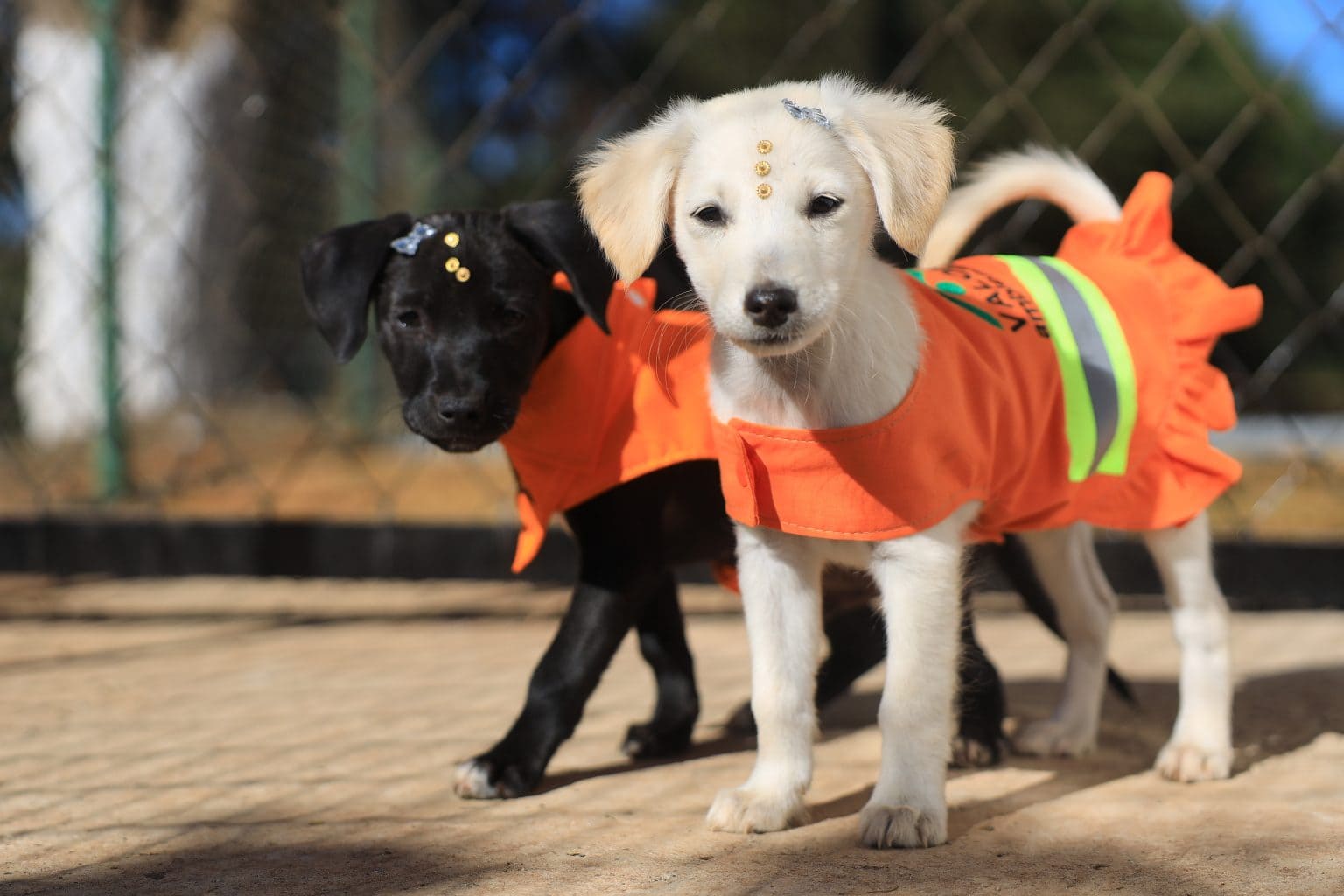 Projeto Cata-Pata promove primeira Feira de Adoção Responsável de Cães