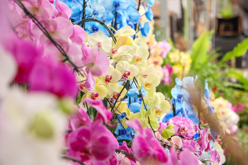 Dia dos Namorados: saiba quais são as flores ideais para cada relacionamento