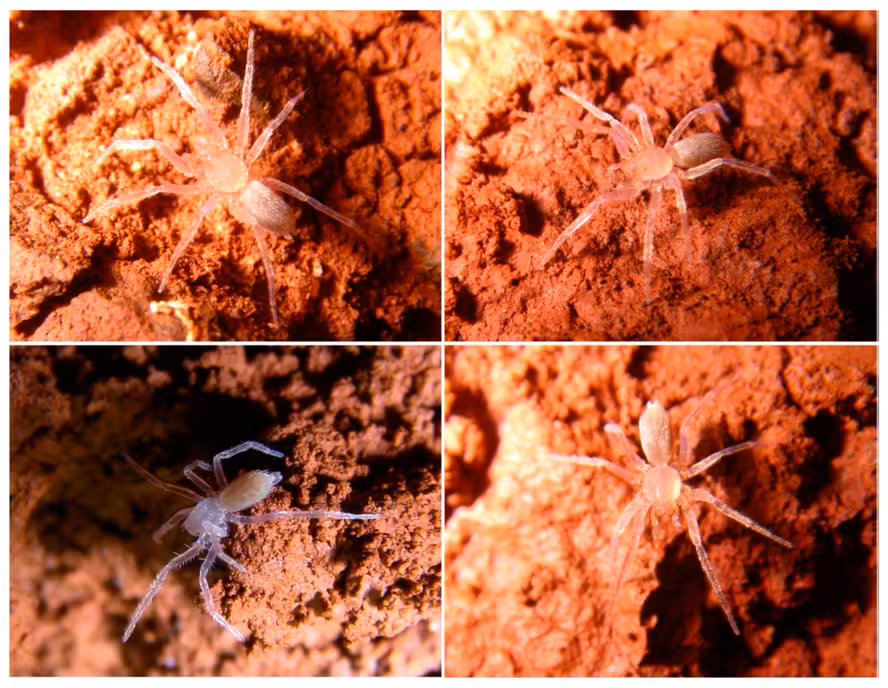Nova espécie de aranha brasileira sem olhos vive em antigas tocas de preguiças gigantes