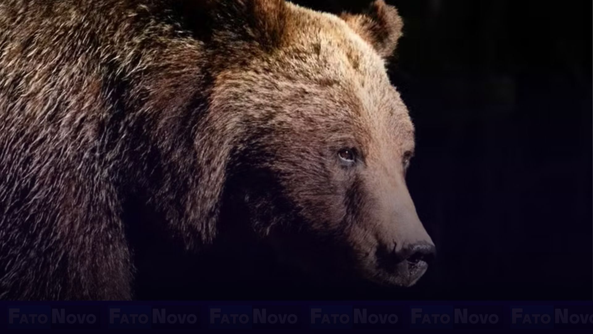 Grizzly 399, a ursa mais famosa do mundo, morre atropelada em parque nos EUA