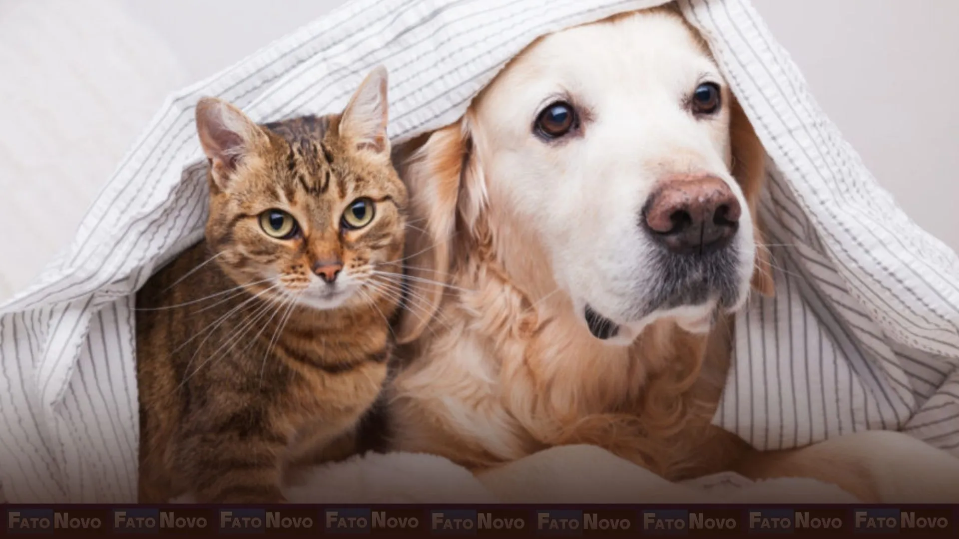 Campanha mensal de castração gratuita do GDF atenderá 588 pets