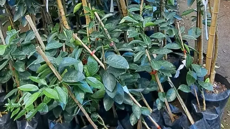 Divinópolis – PMMG recupera grande quantidade de mudas furtadas em uma floricultura