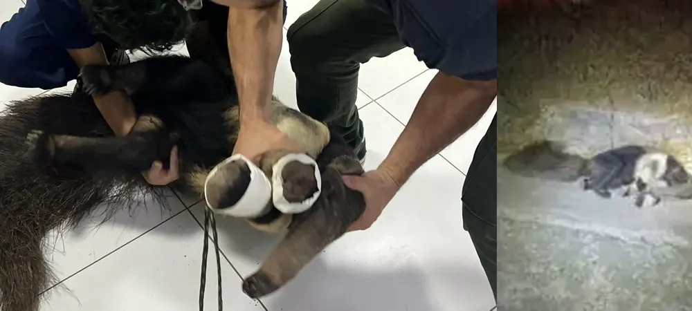 Tamanduá-bandeira é resgatado com vida após atropelamento em Sobradinho