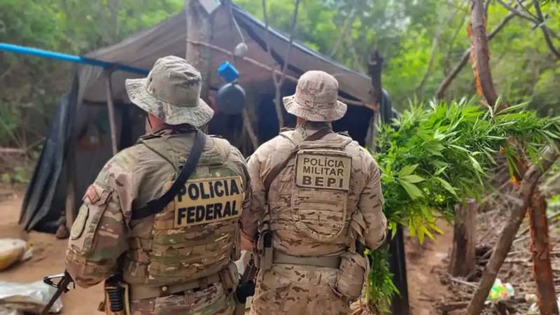 PF e forças estaduais erradicam 13 mil pés de maconha no sertão de Pernambuco