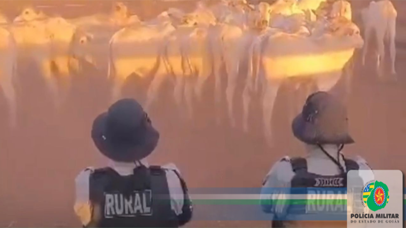PMGO combate furto de gado em São Miguel do Araguaia GO