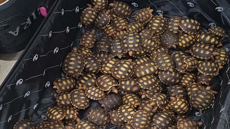 PRF flagra passageiro de ônibus com cerca de 600 filhotes de jabutis dentro de malas