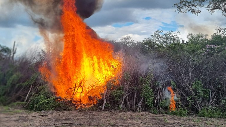 PF erradica 335 mil pés de maconha no Sertão de Pernambuco