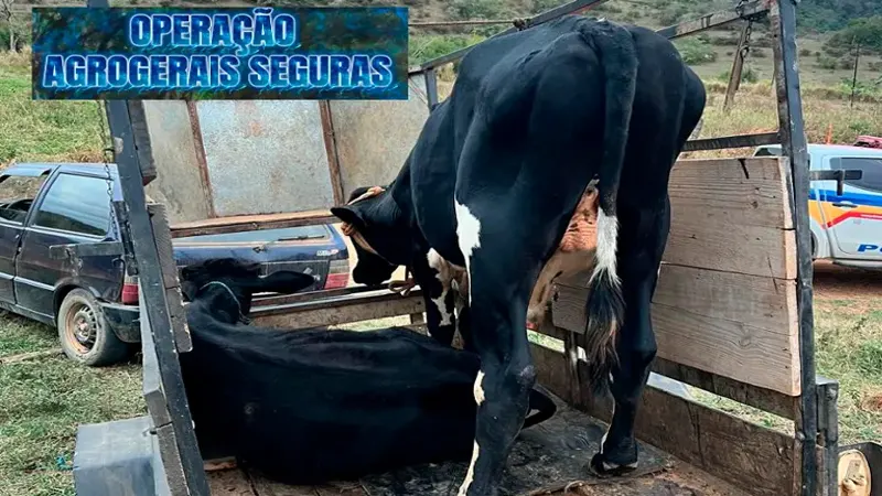 Ubá – Polícia Militar MG de Meio Ambiente recupera bovinos furtados e prende os suspeitos