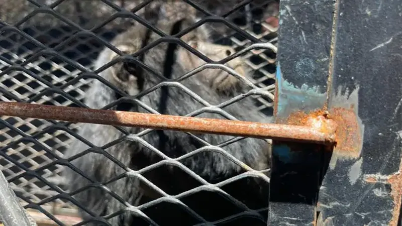 PMDF realiza resgate de macaco bugio em área residencial no SIA