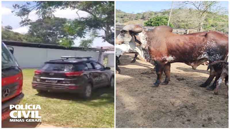 Polícia Civil MG recupera gado furtado e identifica suspeitos em Muriaé