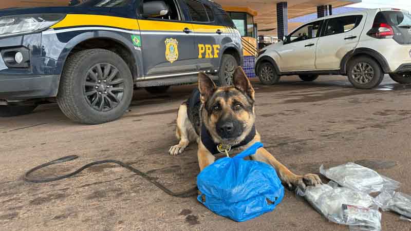 PRF apreende haxixe, maconha e LSD em abordagem na BR-040