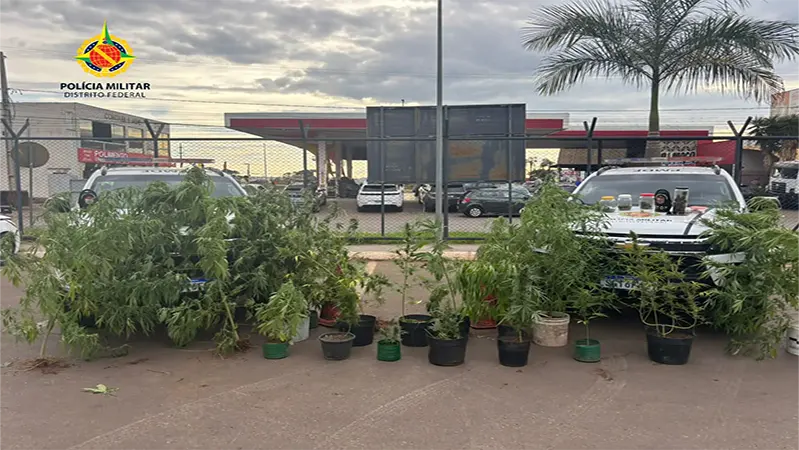 PMDF prende indivíduo e apreende plantação de cannabis em Arniqueira