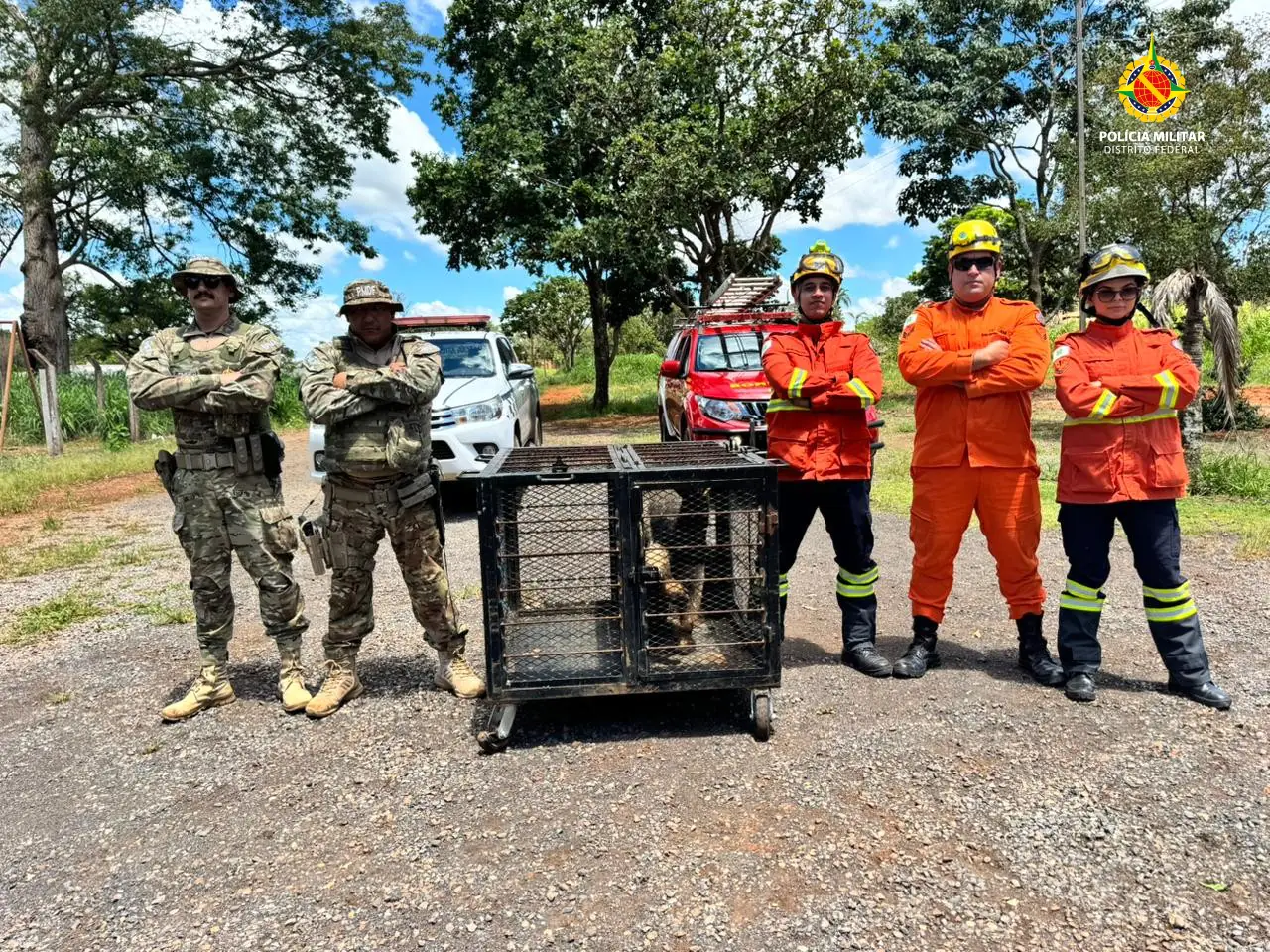Tamanduá-Bandeira é resgatado em banheiro no Gama