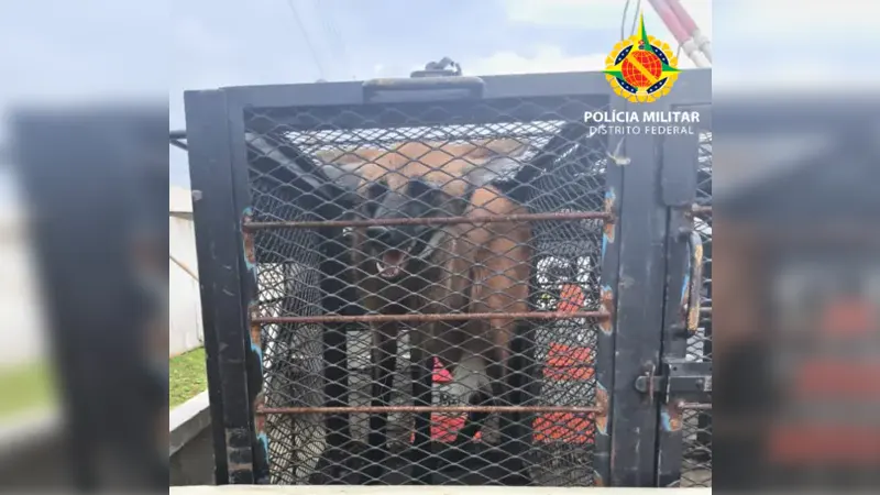 Batalhão Ambiental Resgata Lobo-Guará em Residência no Jardim Botânico