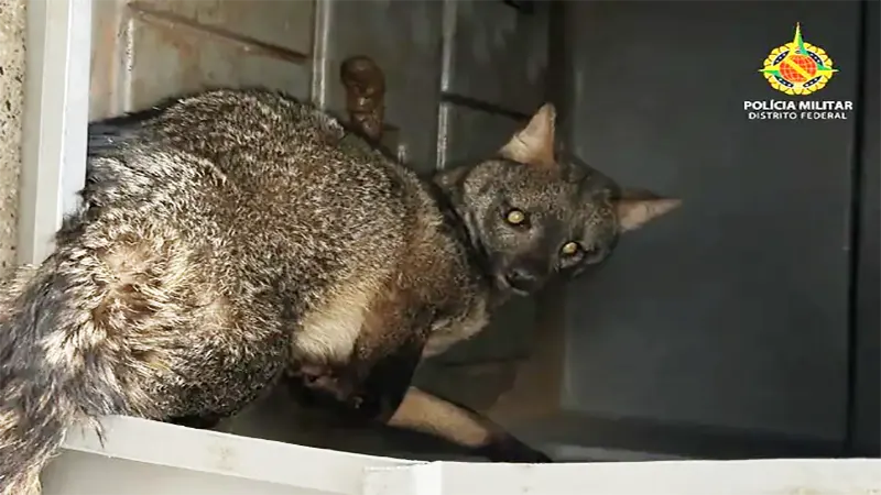 PMDF resgata raposa ferida no Setor de Mansões Dom Bosco