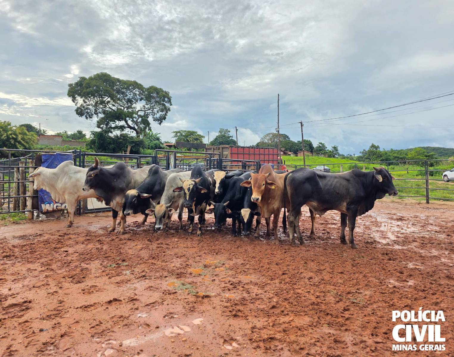 Nove cabeças de gado são recuperadas pela PCMG em Estrela do Sul