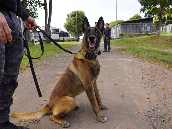 Cão da PCDF localiza arma durante operação