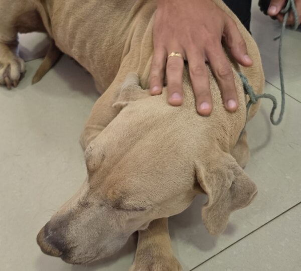 DRCA resgata cão de maus-tratos no Gama
