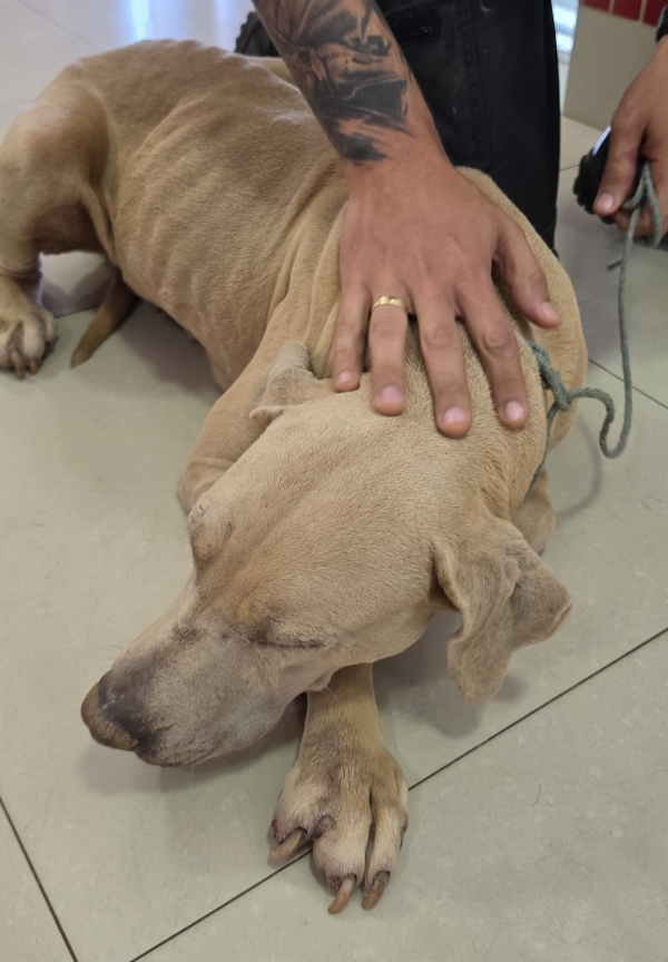 DRCA resgata cão de maus-tratos no Gama