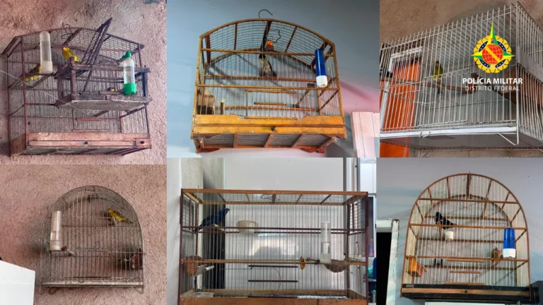 PMDF AMBIENTAL AUTUA MULHER POR MANTER AVES SILVESTRES EM CATIVEIRO IRREGULAR EM CEILÂNDIA