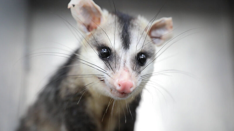 Animal silvestre ferido? Saiba como agir com segurança