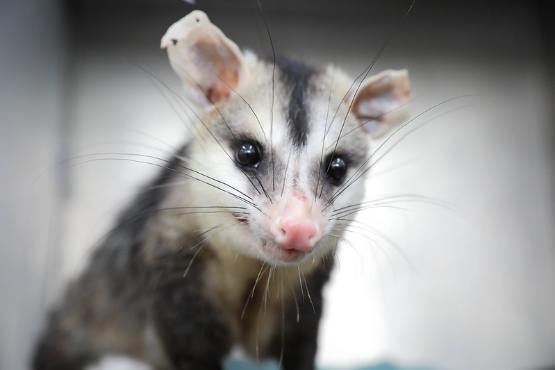 Animal silvestre ferido? Saiba como agir com segurança