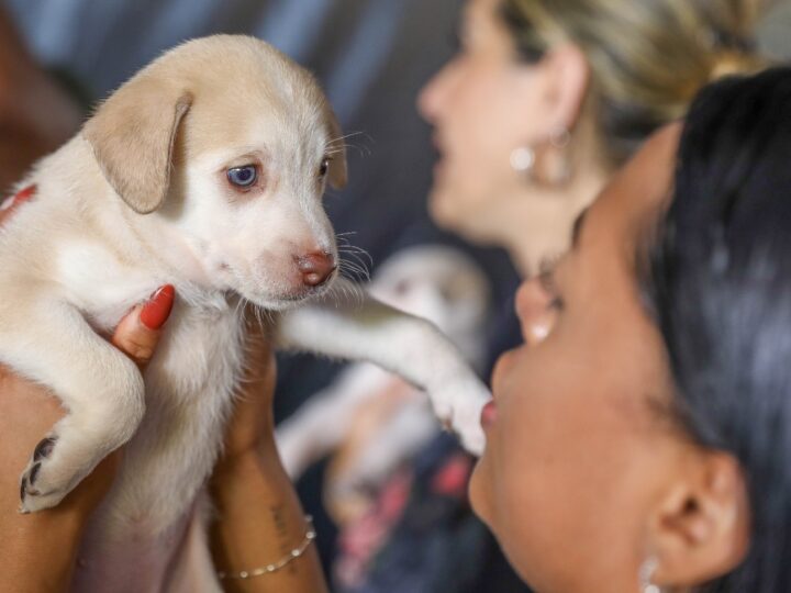 Pets do DF: 1.800 castrações gratuitas abrem na semana que vem; veja como garantir a sua