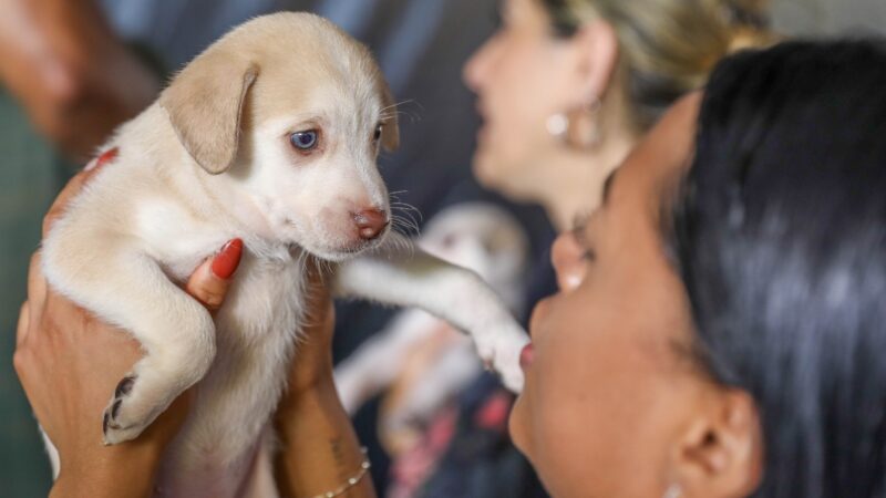 Pets do DF: 1.800 castrações gratuitas abrem na semana que vem; veja como garantir a sua