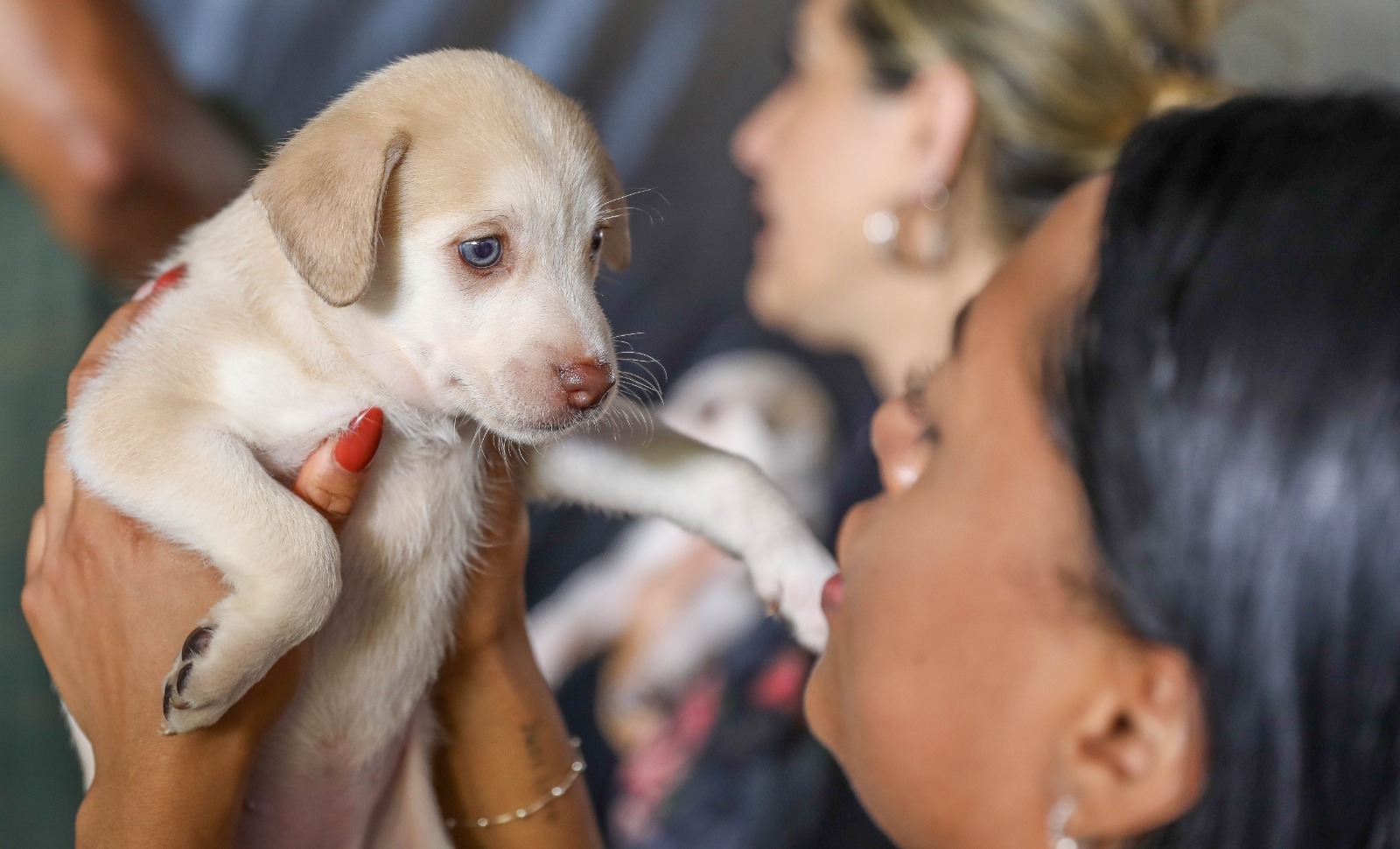 Pets do DF: 1.800 castrações gratuitas abrem na semana que vem; veja como garantir a sua