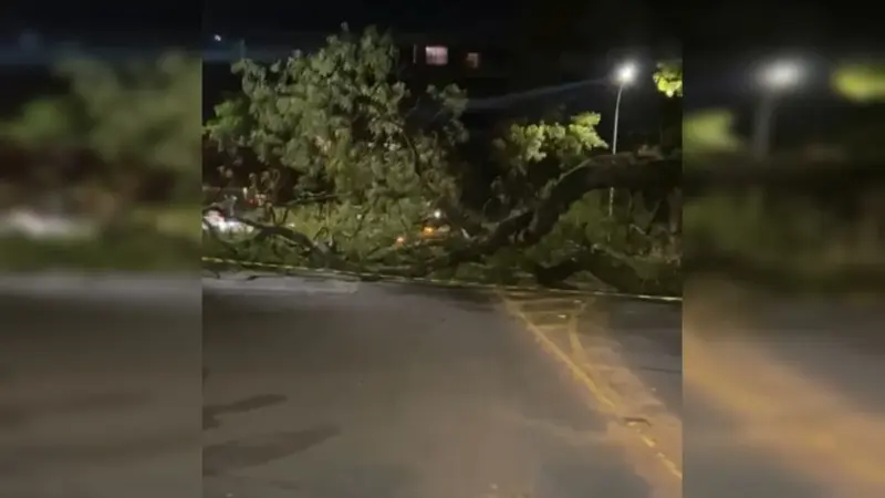 Árvore de grande porte cai em cima de carro na Asa Norte e interdita via
