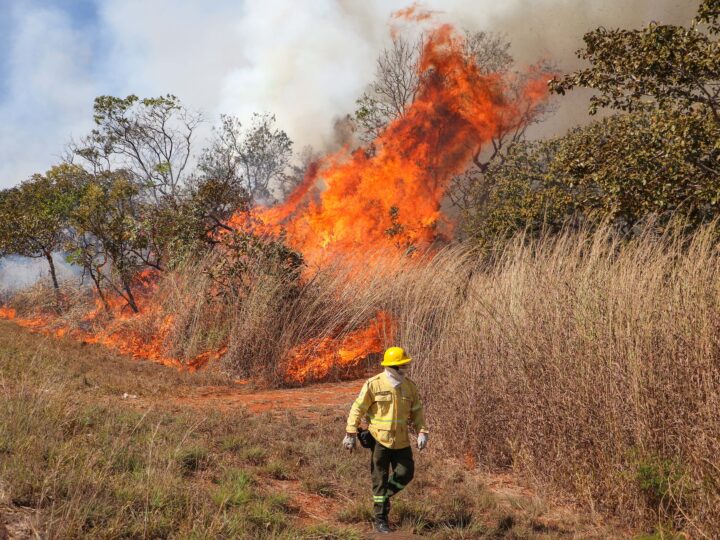 Veja como agir caso um incêndio florestal se aproxime da sua casa
