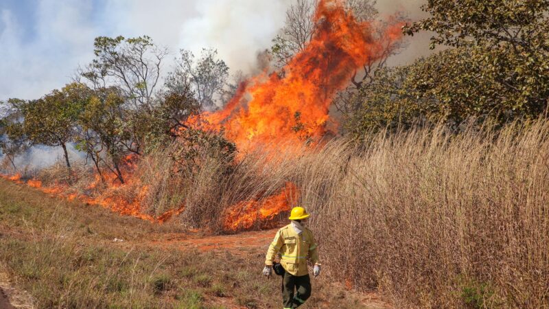 Veja como agir caso um incêndio florestal se aproxime da sua casa
