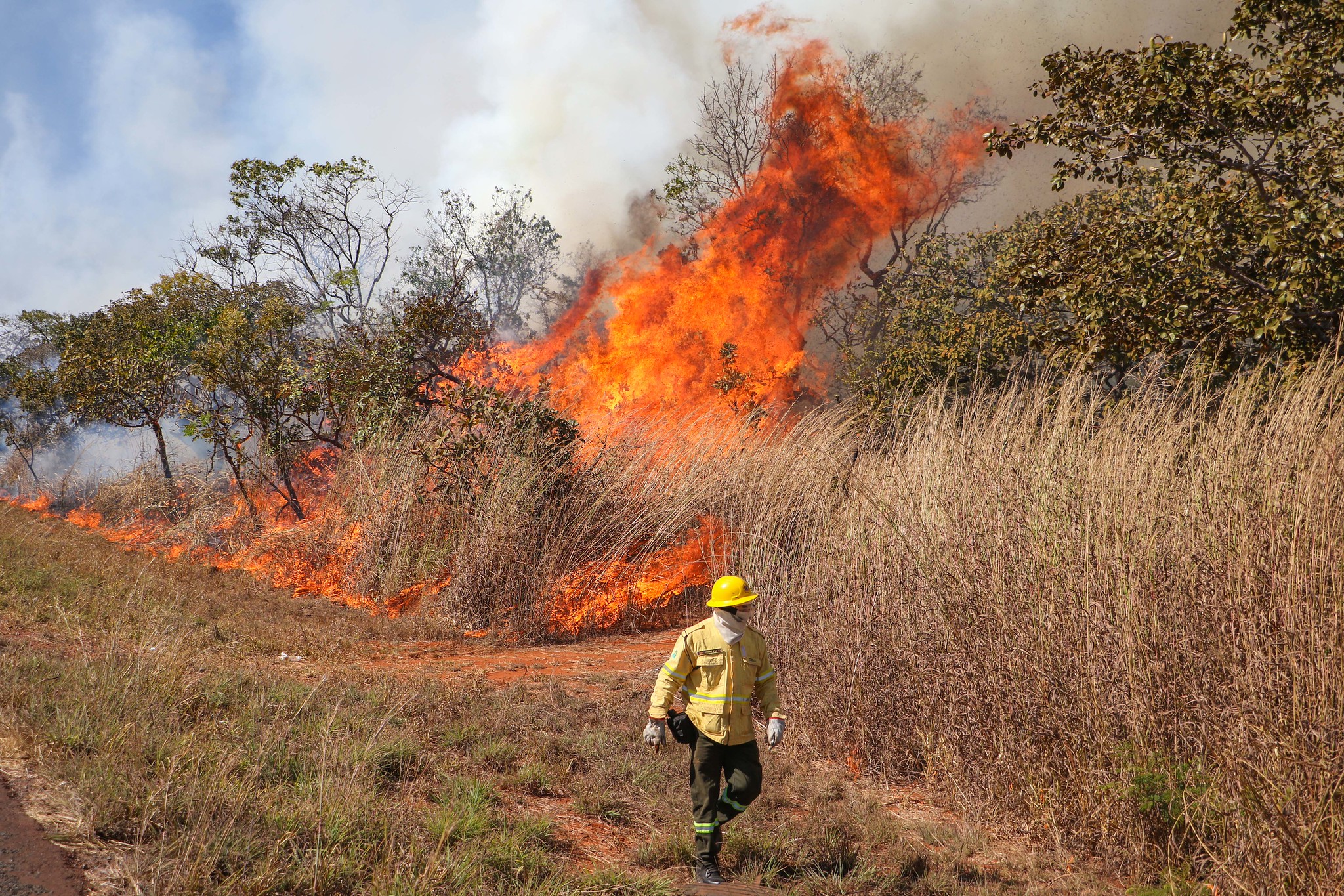 Veja como agir caso um incêndio florestal se aproxime da sua casa