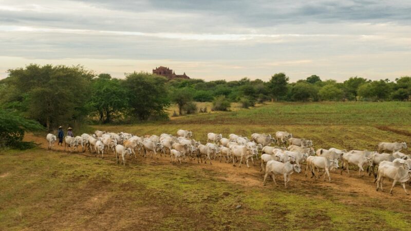 Produtores rurais do DF têm até 5 de outubro para atualizar o cadastro de rebanhos
