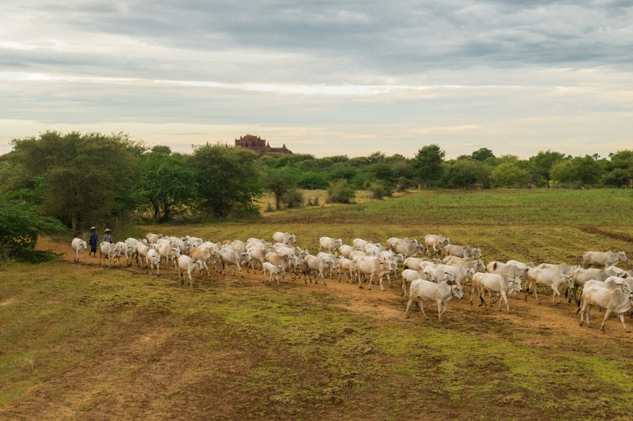 Produtores rurais do DF têm até 5 de outubro para atualizar o cadastro de rebanhos